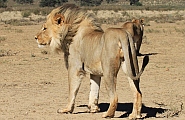 Bild 16