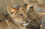 Bild 15